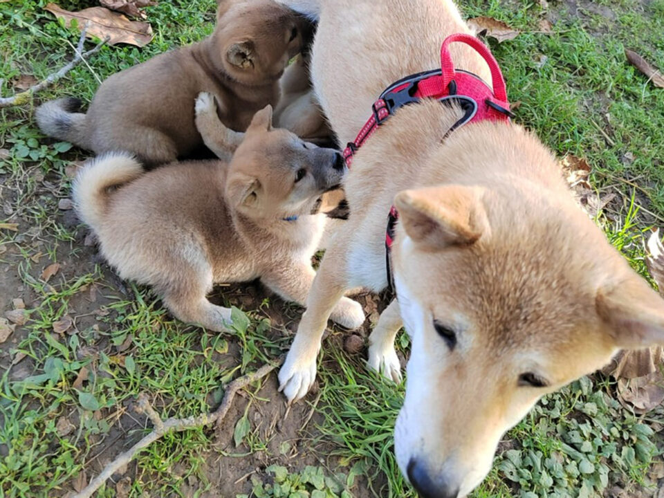 Reika et ses bébés (2022)