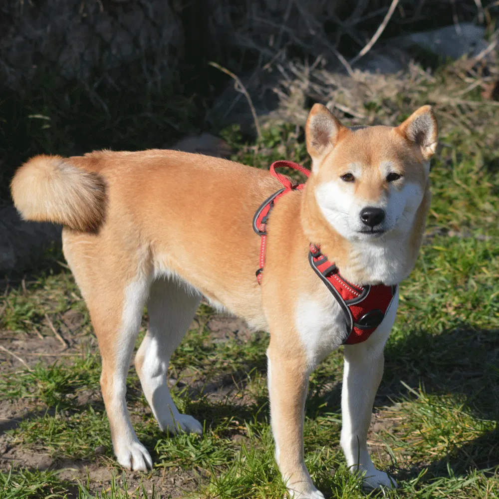 Femelle Shiba inu couleur fauve