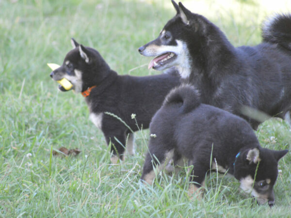 Shiba inu noir et fauve