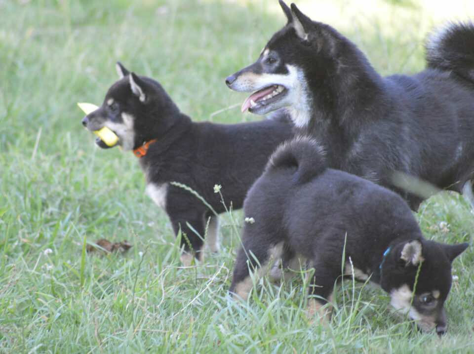 Shima-Rin et ses bébés (2023)
