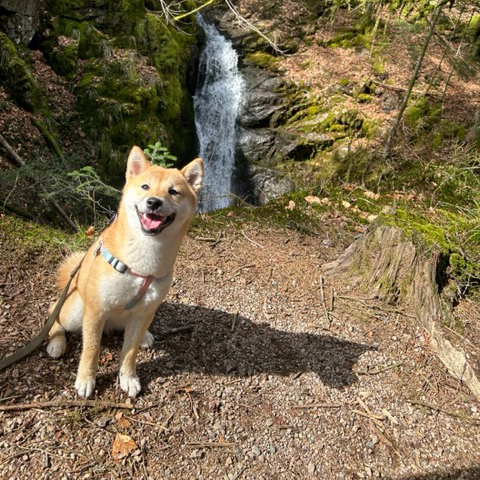 Adopter un shiba inu 71