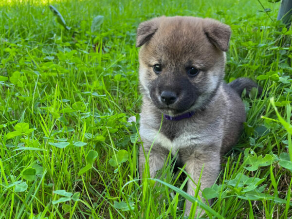 chiot shiba kawaï