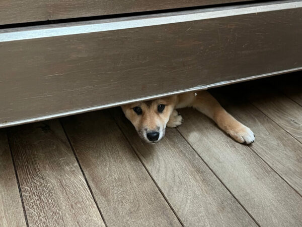 chiens Shiba inu et Mame shiba, Chien Chat Singe