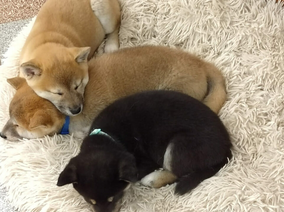 Fratrie (chiots Shibas nés en 2022)