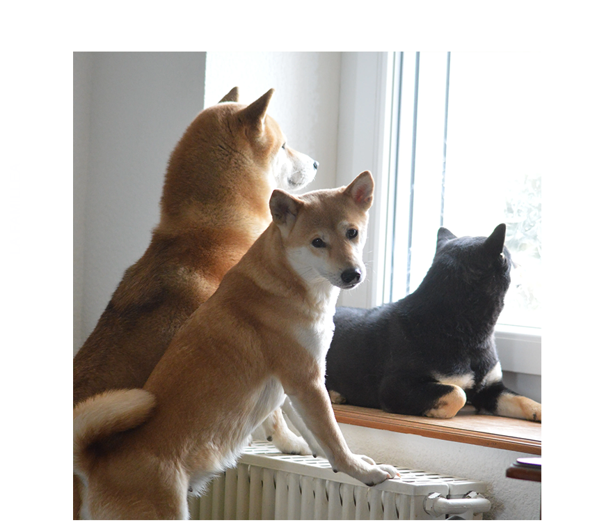 Elevage familial shiba et mame shiba