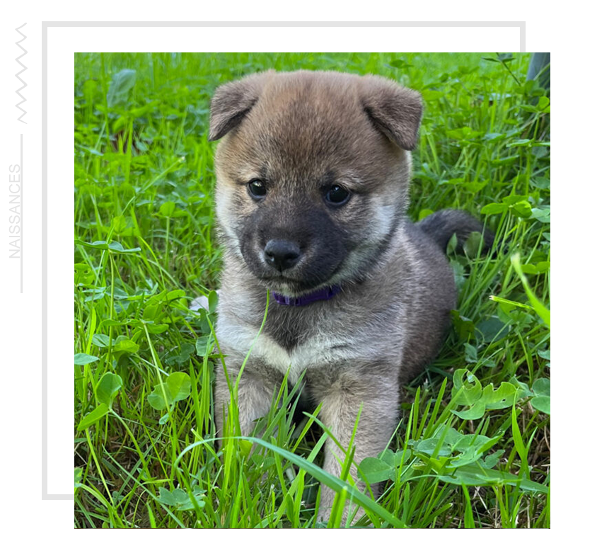 Adopter un Shiba Inu