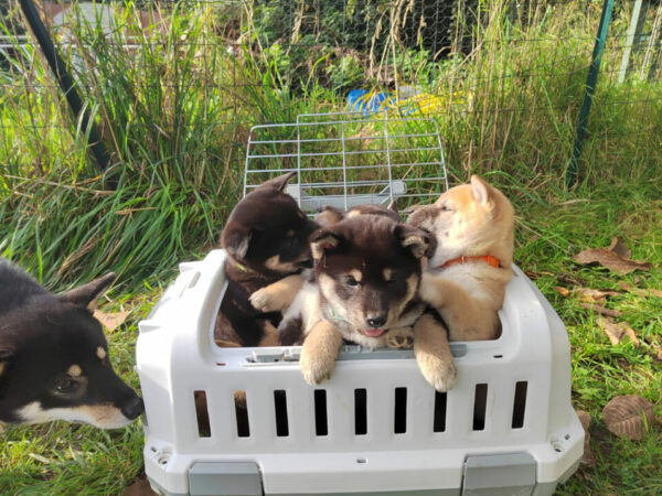 Chiots Shiba Inu et mame shiba