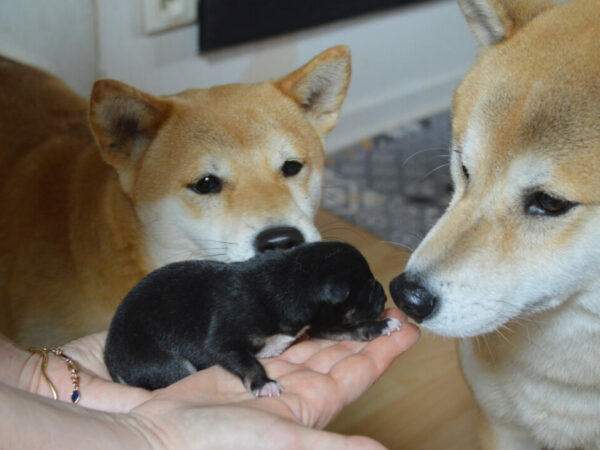 Naissances chiens Shiba inu et Mame shiba