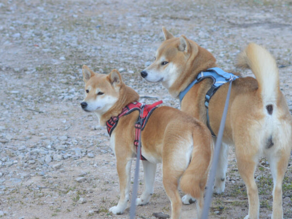 chiens Shiba inu et Mame shiba