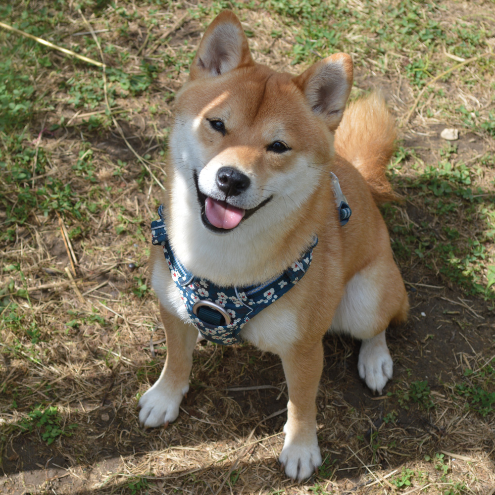 mameshiba, petit shiba