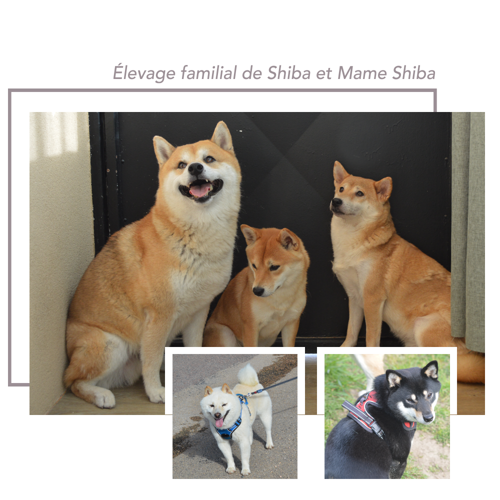 shiba-inu et mame shiba