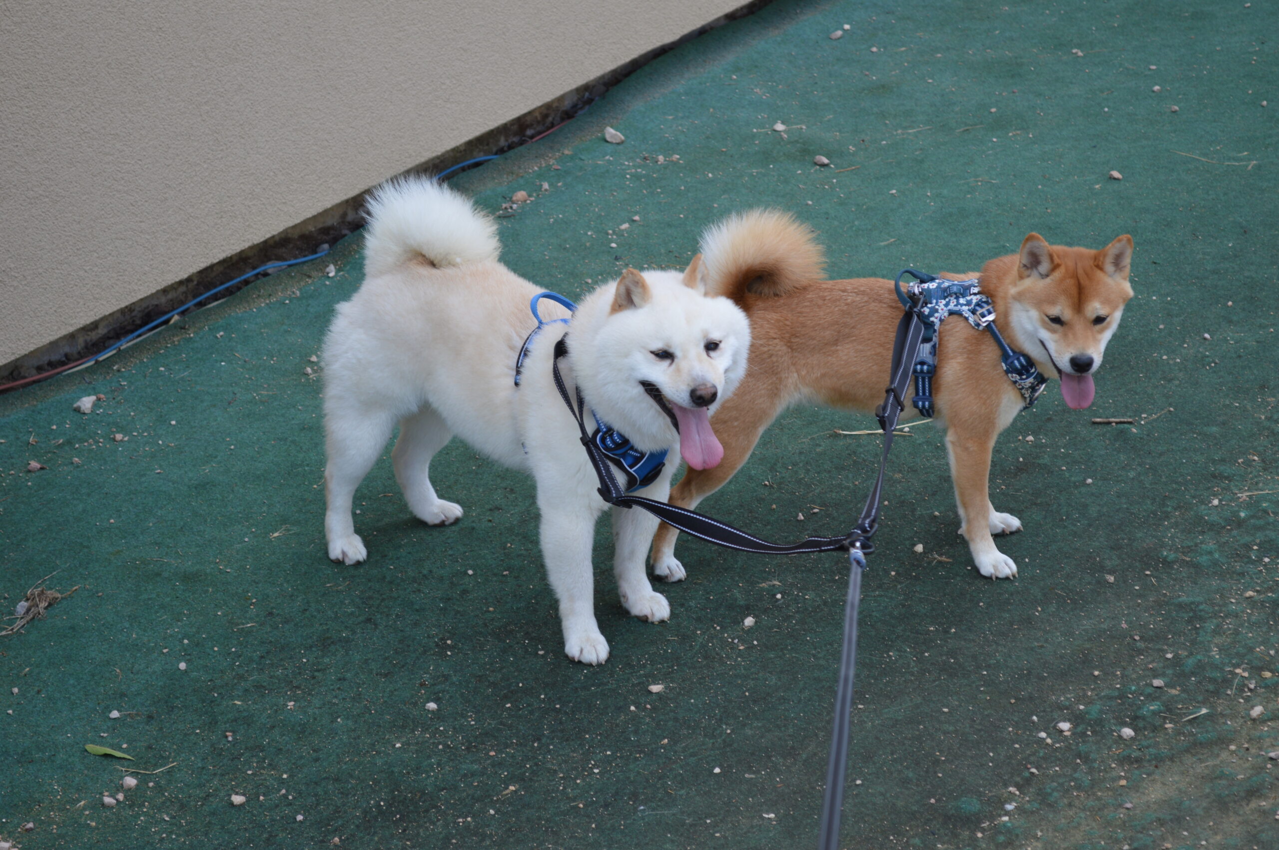 mame shiba, petit shiba kawaî