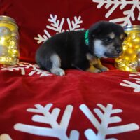 49474f77-c81b-4749-8524-bbd66329398e