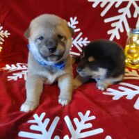 ce32d348-9097-46bd-b860-c0d100869382