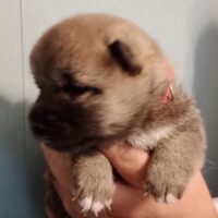 Screenshot chiot shiba