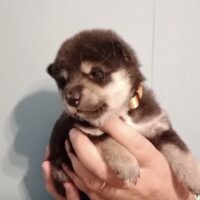 Screenshot chiot shiba disponible